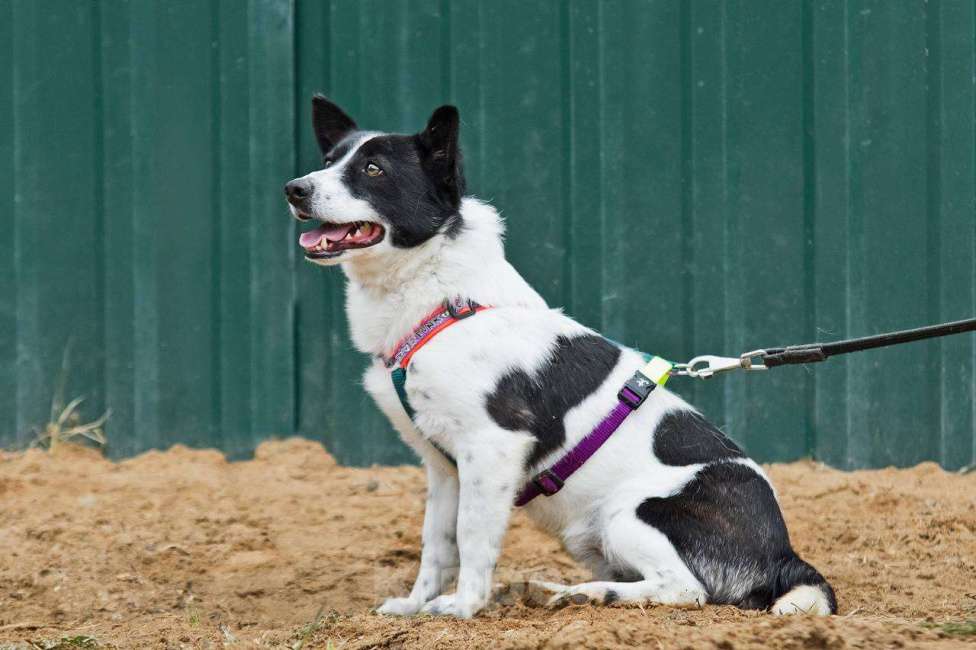 Собаки в других городах Московской области: Лукас, малыш в добрые руки Мальчик, Бесплатно - фото 3