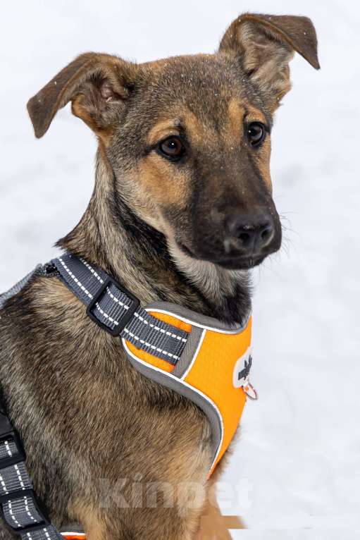 Собаки в Москве: Отдам щенка в добрые руки Девочка, Бесплатно - фото 2
