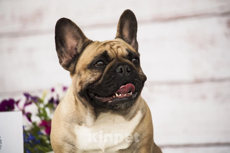 Собаки в Севастополе: Красивый мальчик  Мальчик, 70 000 руб. - фото 2