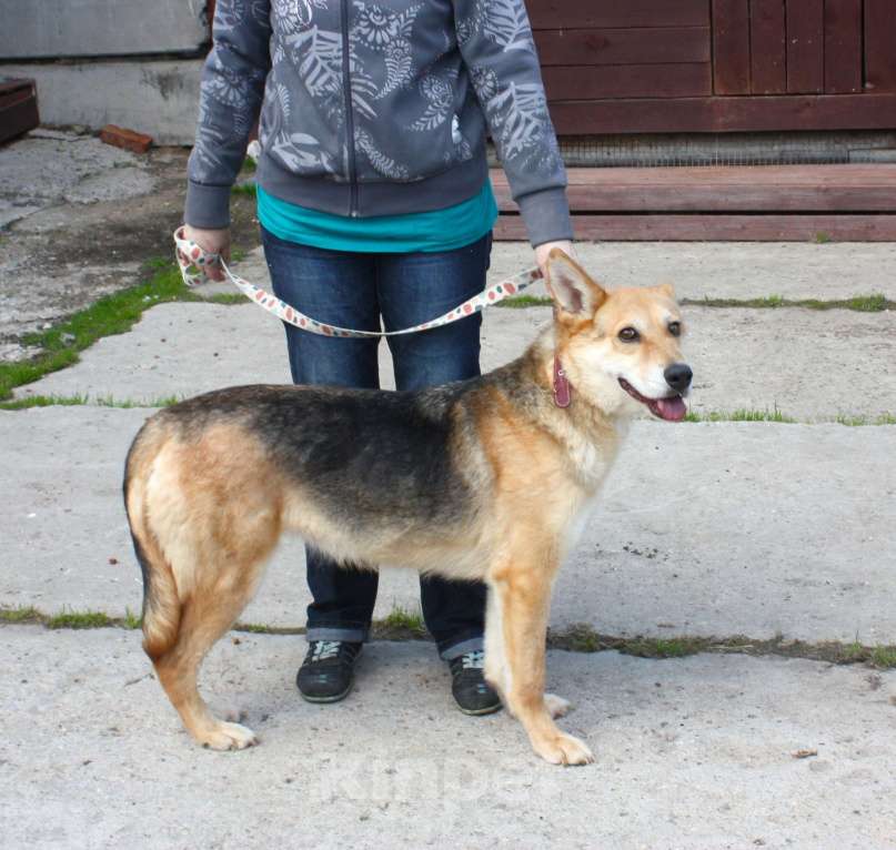 Собаки в Москве: Мяте очень нужен свой человек, она очень грустит без хозяина! Девочка, Бесплатно - фото 4