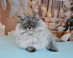 Кошки в Москве: Сибирская серебристая кошечка Девочка, Бесплатно - фото 2