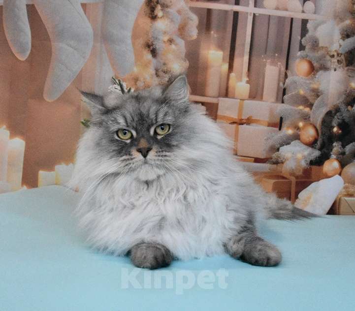 Кошки в Москве: Сибирская серебристая кошечка Девочка, Бесплатно - фото 2