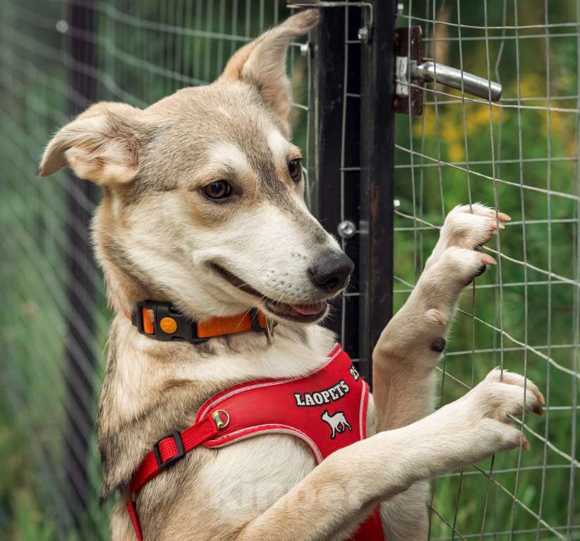 Собаки в Москве: Нежной Адель очень нужен дом  Девочка, Бесплатно - фото 6