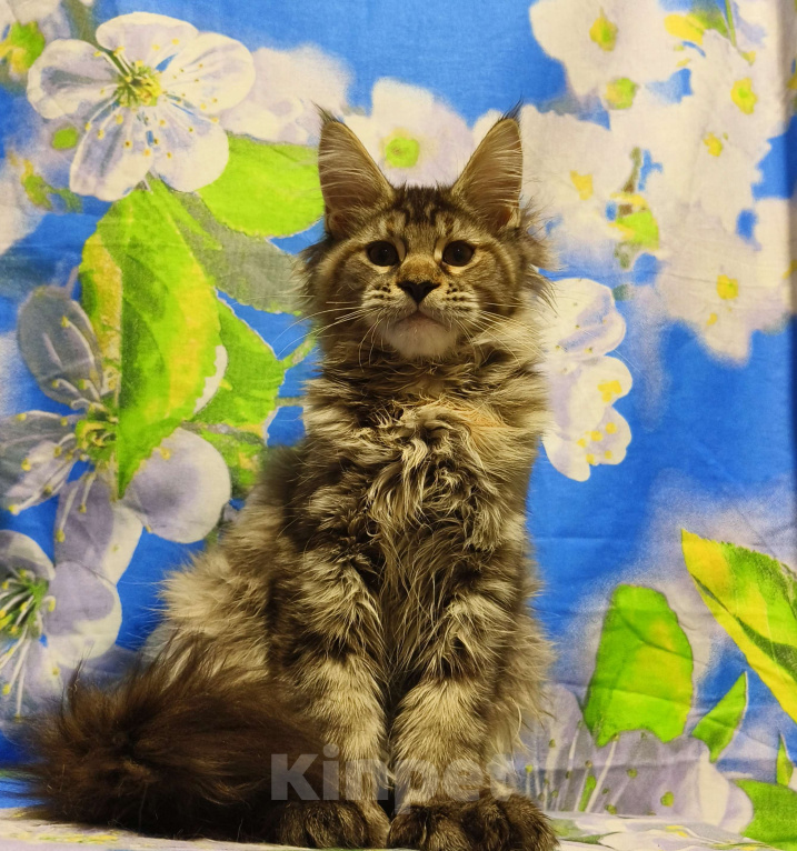 Кошки в Москве: Котёнок Мейн-Кун Полидакт. Девочка Девочка, 100 000 руб. - фото 1