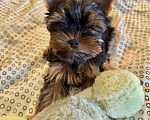 Собаки в Санкт-Петербурге: Щеной йоркширского терьера Мальчик, Бесплатно - фото 1