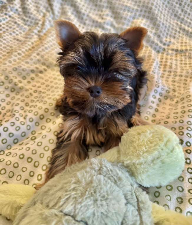 Собаки в Санкт-Петербурге: Щеной йоркширского терьера Мальчик, Бесплатно - фото 1