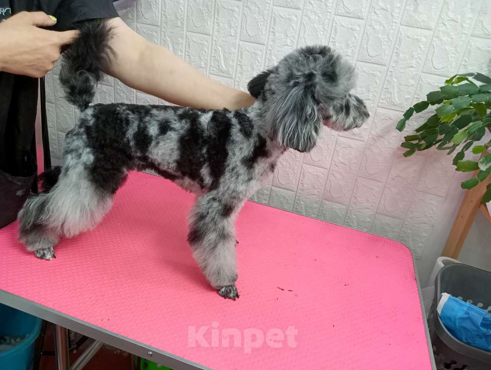 Собаки в Ставрополе: Мраморная девочка  Девочка, 75 000 руб. - фото 2