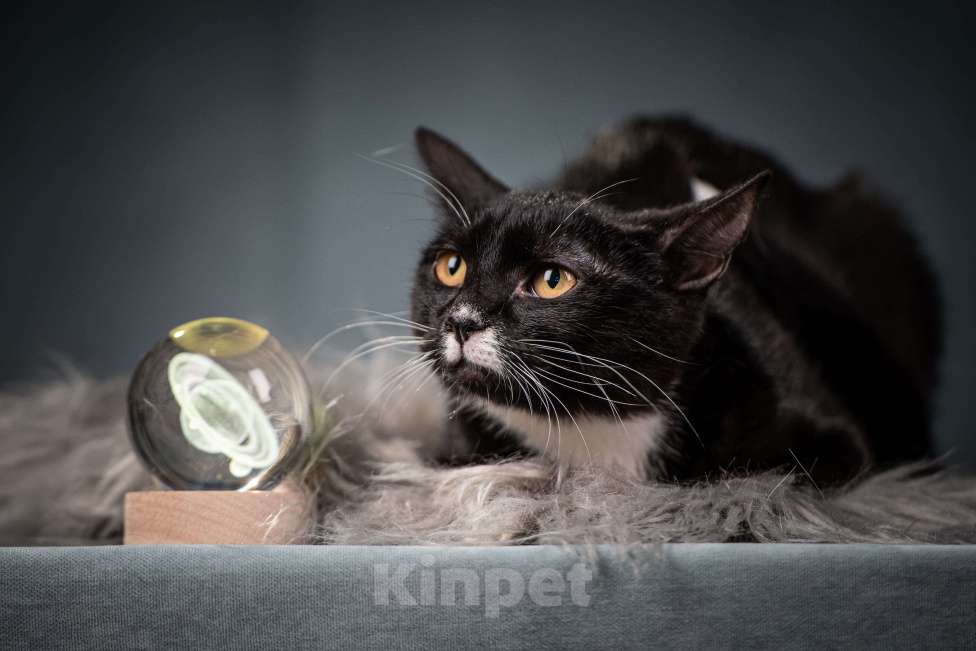 Кошки в Клине: Котюлька — очаровательная молодая кошечка Девочка, Бесплатно - фото 3