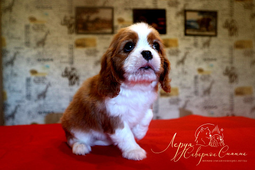 Щенок Кавалер Кинг Чарльз Спаниеля