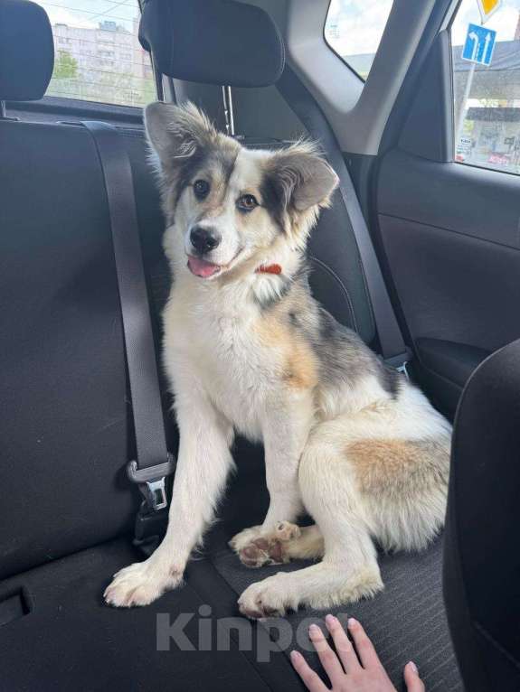 Собаки в Москве: Ласковая девочка метис австралийской овчарки с шестью пальчиками Девочка, Бесплатно - фото 6