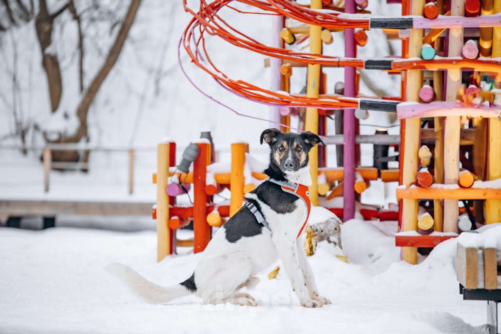 Собаки в других городах Московской области: Солнечный мальчишка ждёт семью в приюте Мальчик, Бесплатно - фото 6