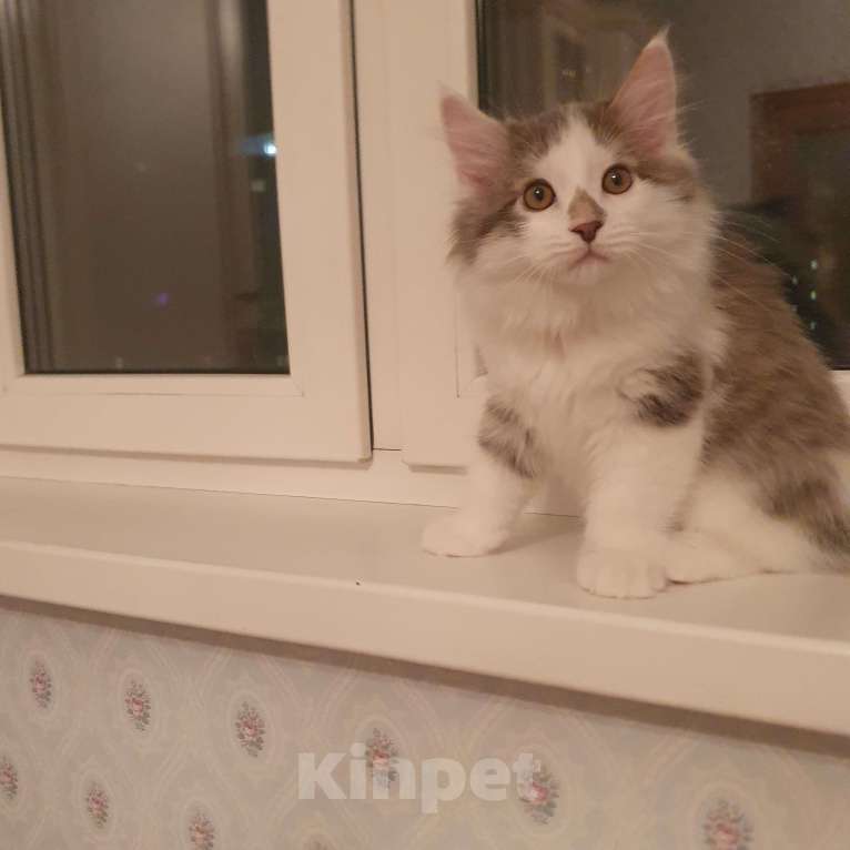 Кошки в Москве: Голубой биколор Мальчик, 18 000 руб. - фото 1