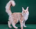 Кошки в Красногорске: Котенок  Мальчик, Бесплатно - фото 4