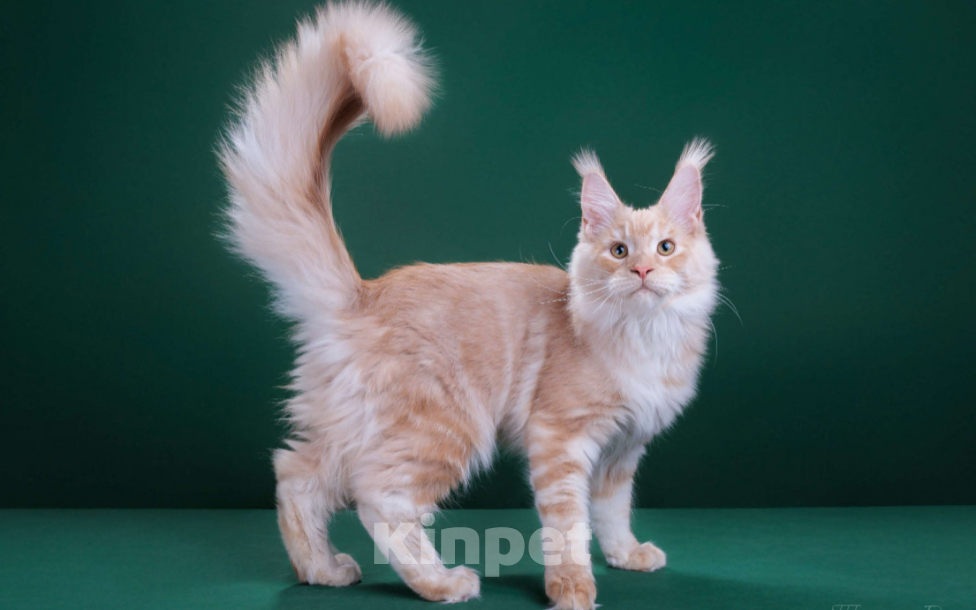 Кошки в Красногорске: Котенок  Мальчик, Бесплатно - фото 4