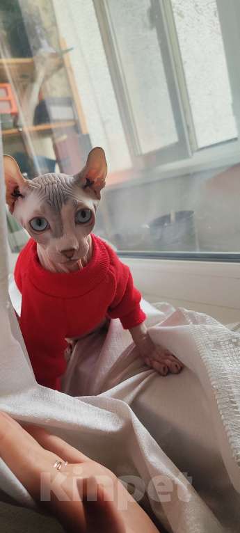 Кошки в Ростове-на-Дону: Канадский-Эльф сфинкс, вязка Мальчик, Бесплатно - фото 1