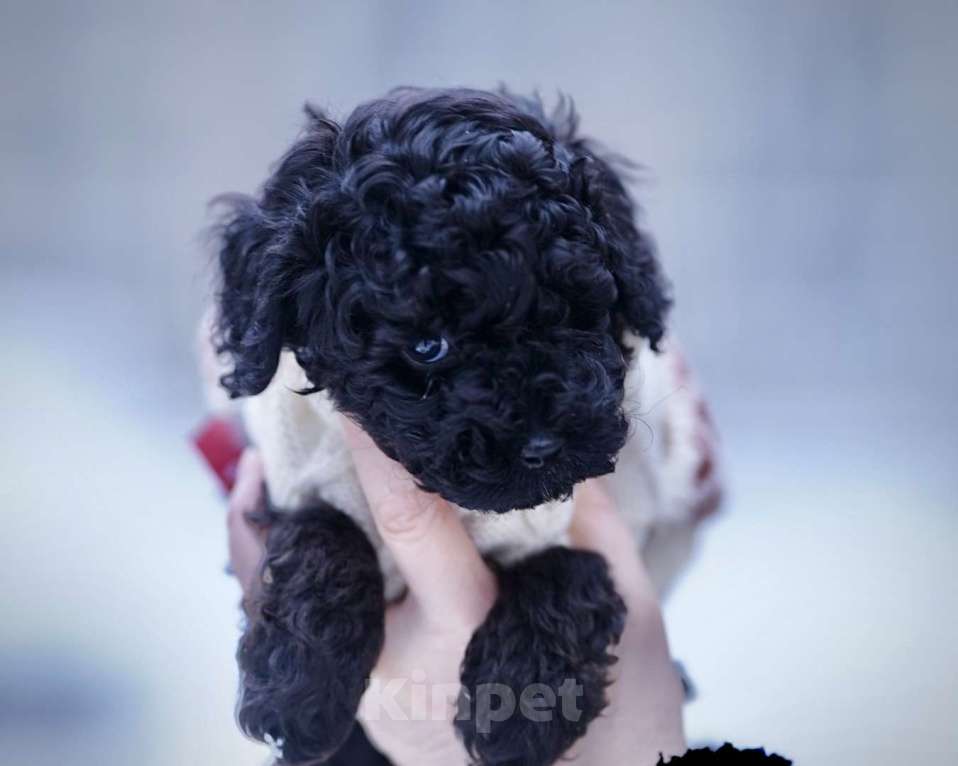 Собаки в Санкт-Петербурге: Щенки пуделя той/миниатюр  Девочка, Бесплатно - фото 2