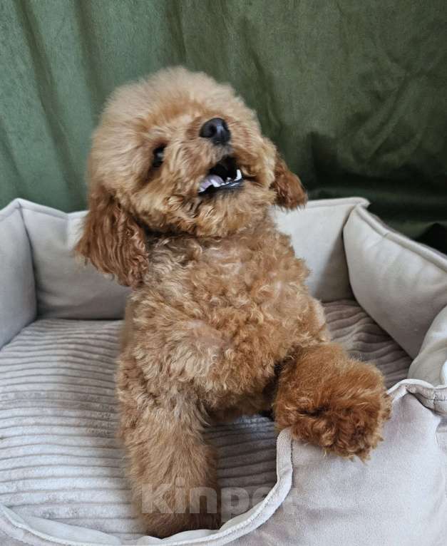 Собаки в Реутове: Девочка  Девочка, 50 000 руб. - фото 2