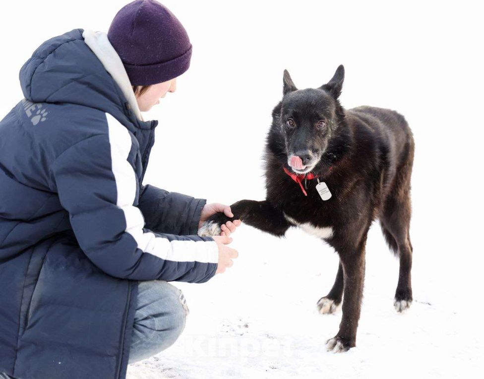 Собаки в других городах Московской области: Черныш или просто Дедуся Мальчик, Бесплатно - фото 5