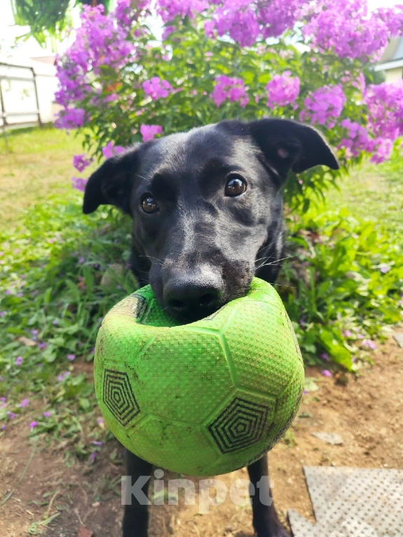 Собаки в Великом Новгороде: Отдам собаку в добрые руки Девочка, Бесплатно - фото 2