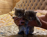 Кошки в Москве: Котята в добрые руки Мальчик, Бесплатно - фото 2