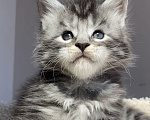 Кошки в Ставрополе: Котята Мейн- Кун Мальчик, Бесплатно - фото 3