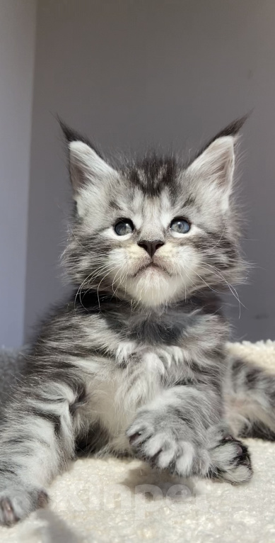 Кошки в Ставрополе: Котята Мейн- Кун Мальчик, Бесплатно - фото 3