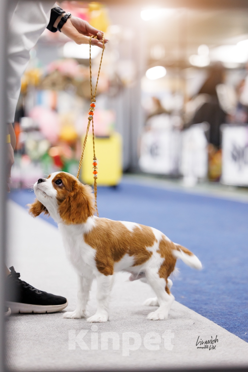 Собаки в Москве: Кавалер Кинг Чарльз спаниель щенок Мальчик, 70 000 руб. - фото 2