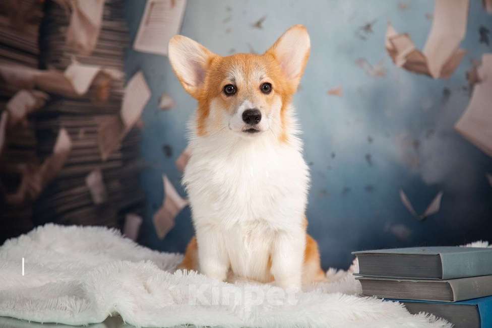 Собаки в Кирове: Вельш Корги Пемброк, щенок Девочка, 70 000 руб. - фото 1