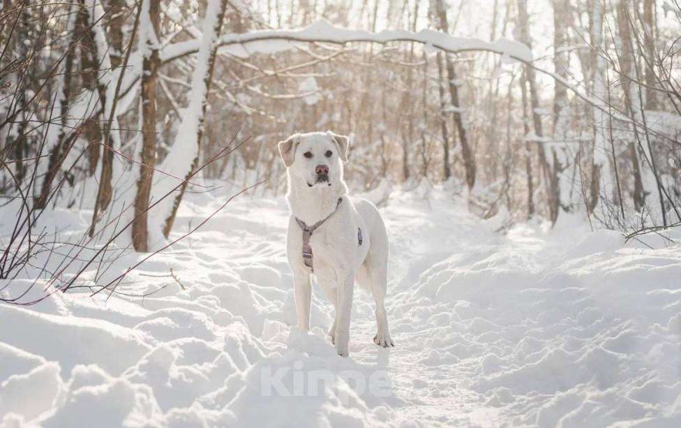 Собаки в Москве: Сахарок ищет дом Мальчик, Бесплатно - фото 5