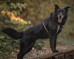 Собаки в Москве: Ника собака из приюта в поиске дома Девочка, Бесплатно - фото 3