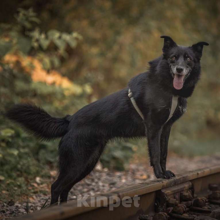 Собаки в Москве: Ника собака из приюта в поиске дома Девочка, Бесплатно - фото 3