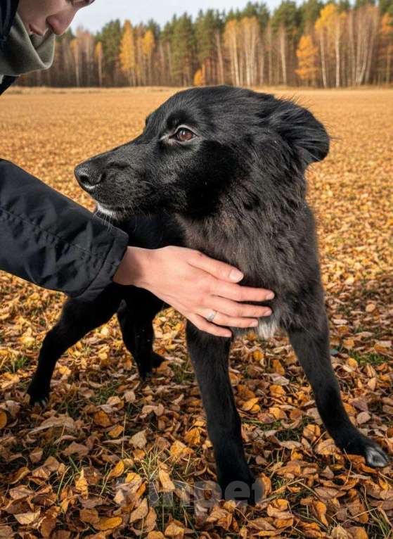 Собаки в Москве: Щенки в поиске дома! Срочно Мальчик, Бесплатно - фото 6