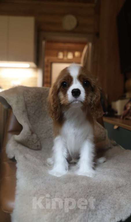 Собаки в Москве: Мальчики Кавалер Кинг чарльз спаниель  Мальчик, 120 000 руб. - фото 5