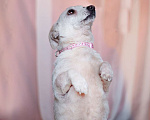 Собаки в Москве: Маленькая собачка, 5 кг в добрые руки! Девочка, Бесплатно - фото 3