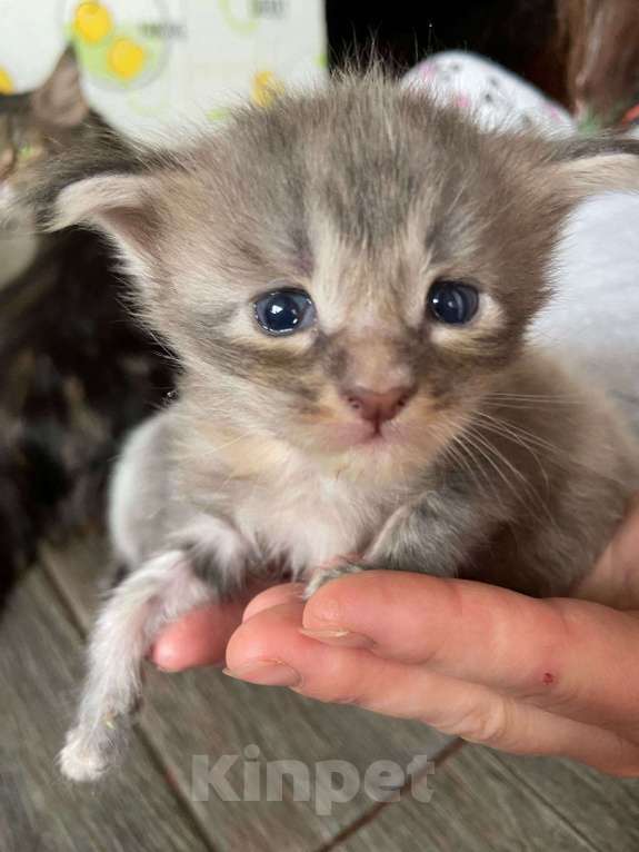 Кошки в других городах Ставропольского края: Мейн-кун 10.000 руб Девочка, Бесплатно - фото 2