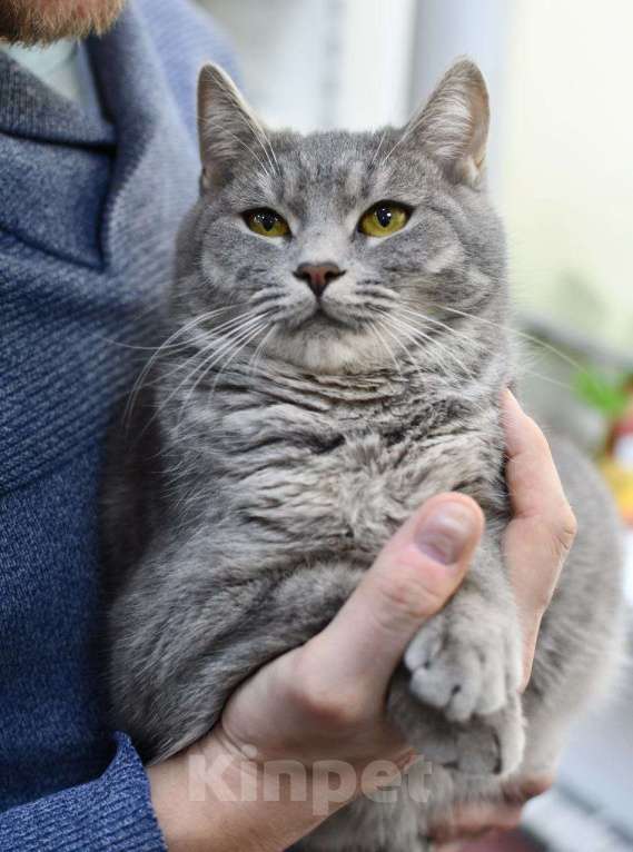 Кошки в Москве: Красавица Карма в добрые руки Девочка, Бесплатно - фото 4