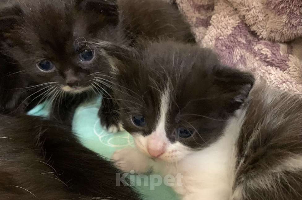 Кошки в Кемерово: Котята в добрые руки Девочка, Бесплатно - фото 1