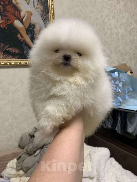 Собаки в Абакане: Мальчик Померанский шпиц Мальчик, 40 000 руб. - фото 2