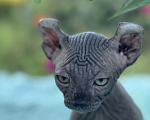 Кошки в Воронеже: Котенок породы Двельф мальчик Мальчик, Бесплатно - фото 4