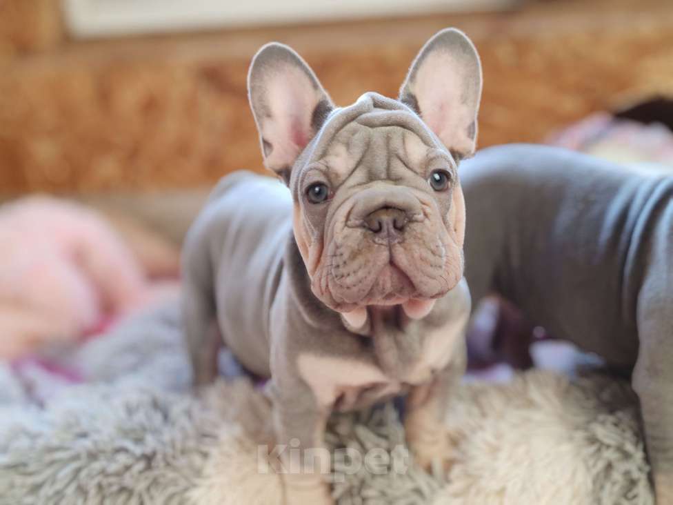 Собаки в Санкт-Петербурге: Шикарная голубая девочка Девочка, 80 000 руб. - фото 9