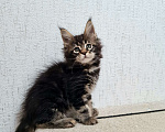Кошки в Екатеринбурге: котята мейкун Мальчик, 35 000 руб. - фото 1