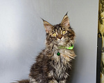 Кошки в Москве: Котёнок Мейн-кун Девочка Девочка, 47 000 руб. - фото 3
