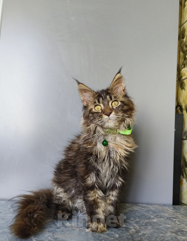 Кошки в Москве: Котёнок Мейн-кун Девочка Девочка, 47 000 руб. - фото 3