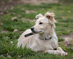Собаки в Щелково: Снежинка Девочка, Бесплатно - фото 7
