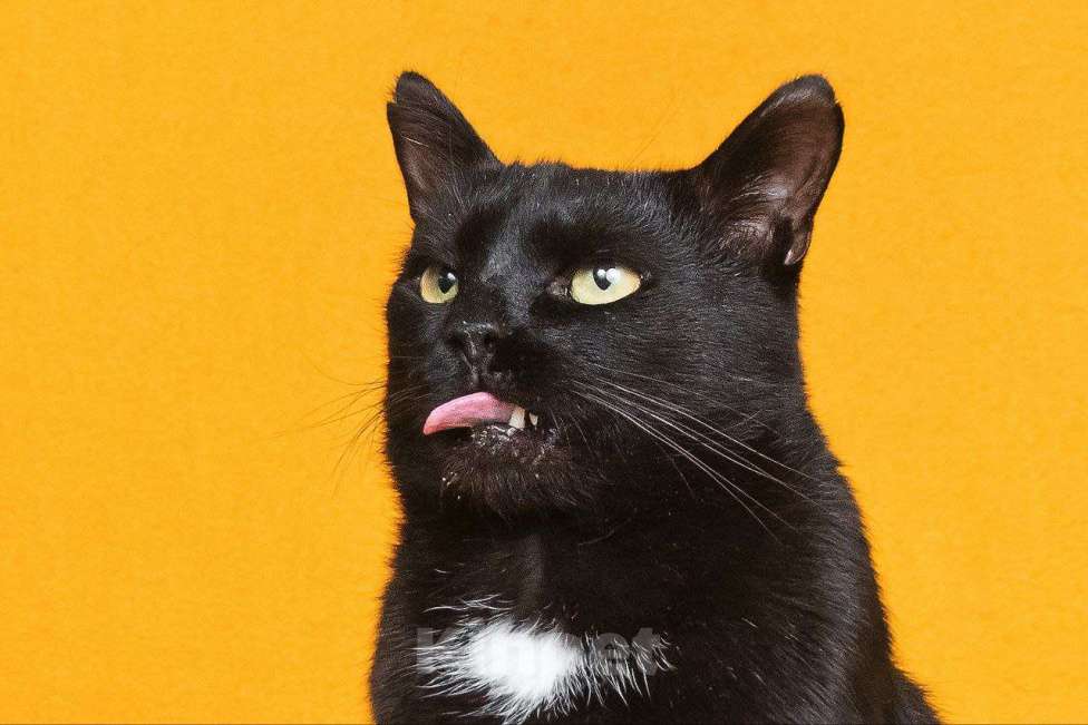 Кошки в Москве: Солидный кот для солидных господ Мальчик, 33 руб. - фото 6