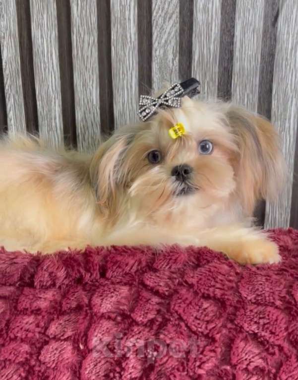 Собаки в Екатеринбурге: Прекрасный мальчик, голубые глазки Мальчик, 150 руб. - фото 1