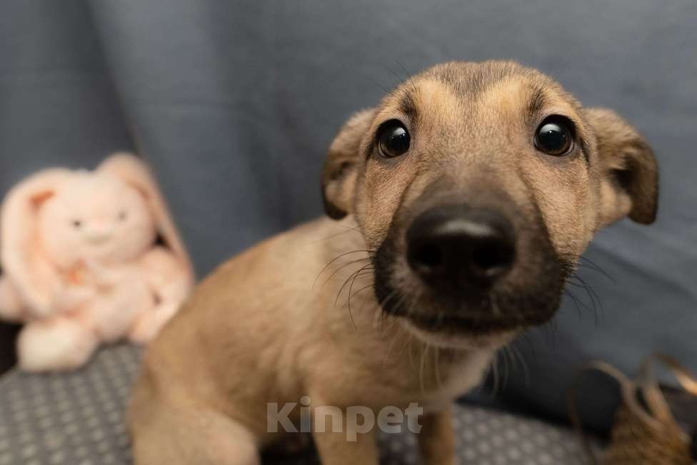 Собаки в Москве: Герда в добрые руки Девочка, Бесплатно - фото 3