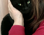 Кошки в Москве: Чёрный британский кот Бегемот Мальчик, Бесплатно - фото 4
