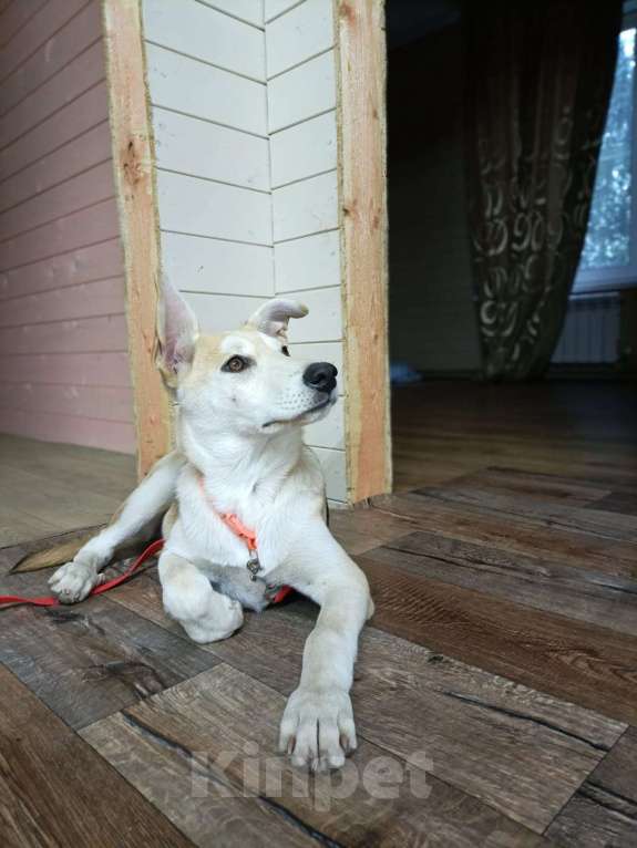 Собаки в Москве: Милашка Девочка, 200 руб. - фото 3