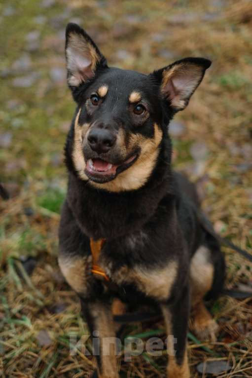 Собаки в Санкт-Петербурге: Юный Скаут из приюта в добрые руки Мальчик, Бесплатно - фото 2